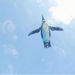 空飛ぶ<br>ペンギン